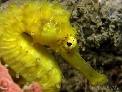 Seahorse by Paul Ng 